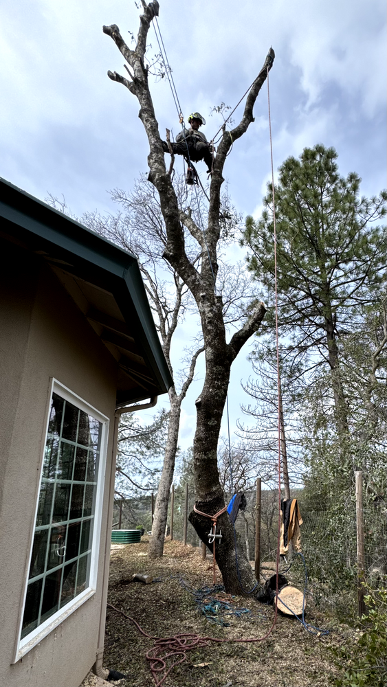 All Photos for Tyco Forest Management in Placerville, CA