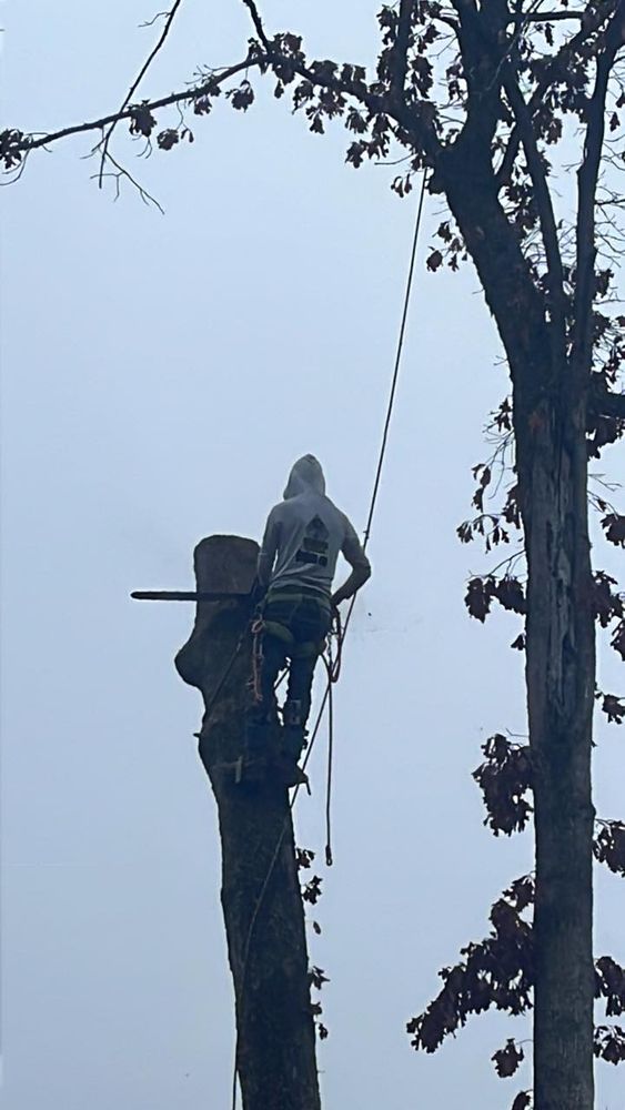 All Photos for Pedro's Tree Removal in Charlotte, NC