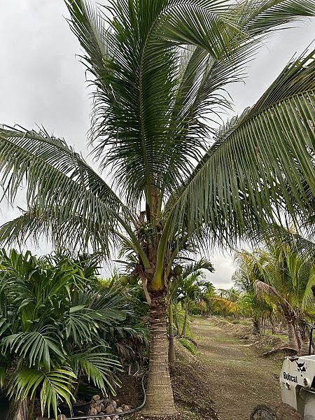 All Photos for Lawn Caring Guys in Cape Coral, FL