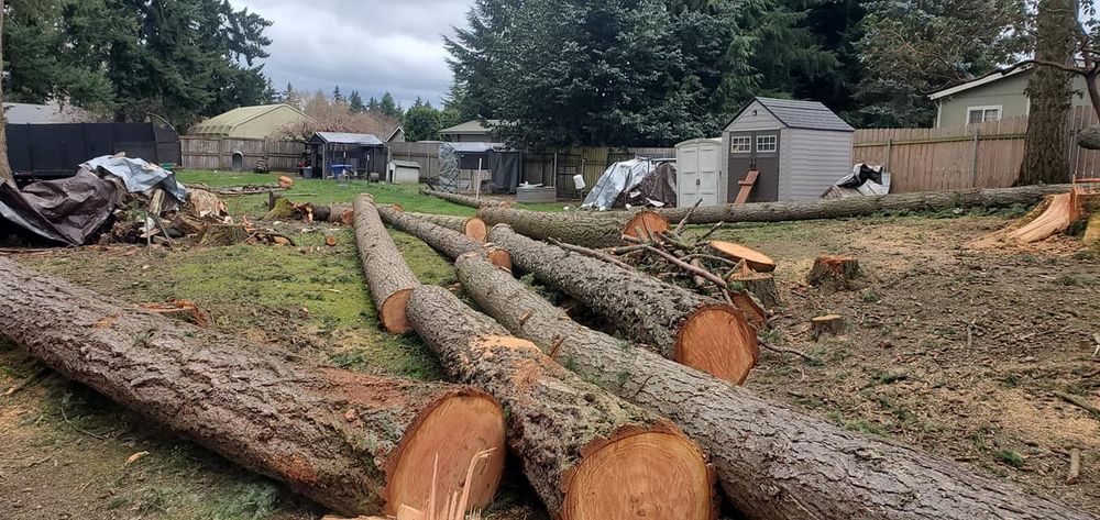 Our Tree Removal service safely and efficiently removes unwanted or hazardous trees from your property, using expert techniques to ensure minimal disruption and restore beauty to your outdoor space. for A&J WA Tree Services in Kent, WA