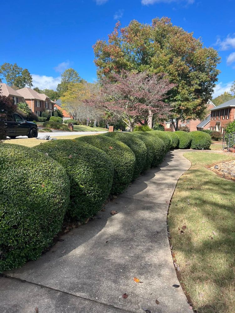 Enhance your garden's beauty and health with our Tree & Shrub Care service, providing expert pruning, disease management, and nourishment to ensure vibrant growth and longevity for your landscape investments. for Countryside lawn pros in Upstate, SC
