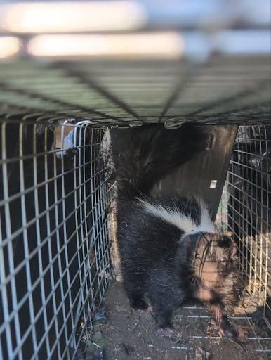 All Photos for Topper's Wildlife Removal in Garland, TX