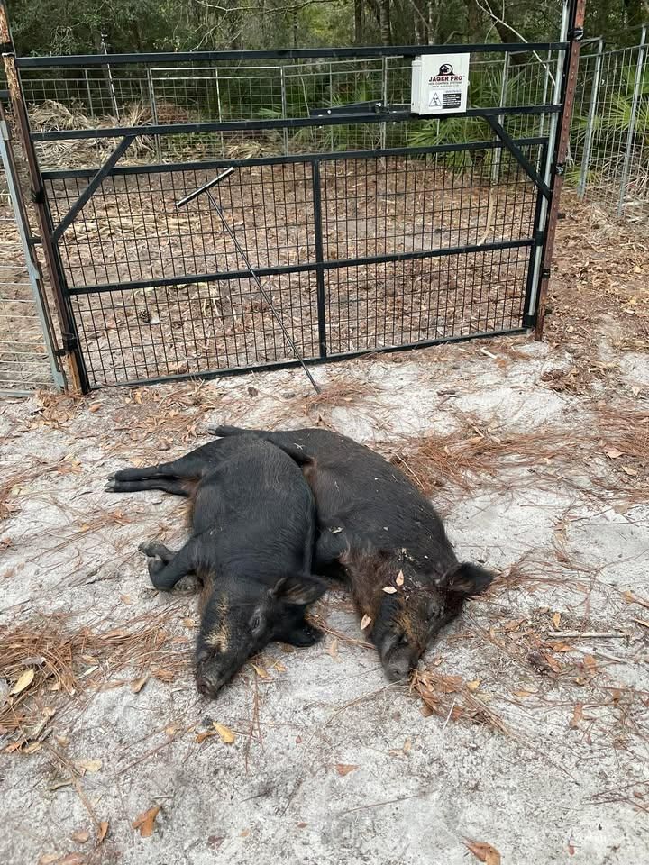 All Photos for Havoc Hog Control in Molino, FL
