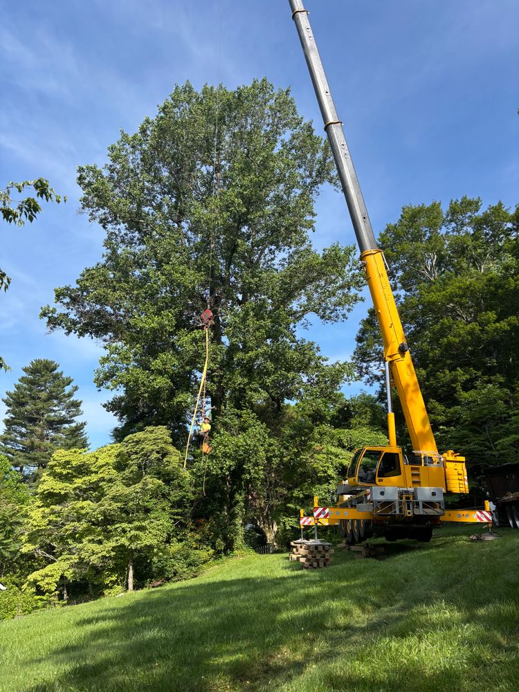 All Photos for Andy's Tree Service in Zirconia, NC