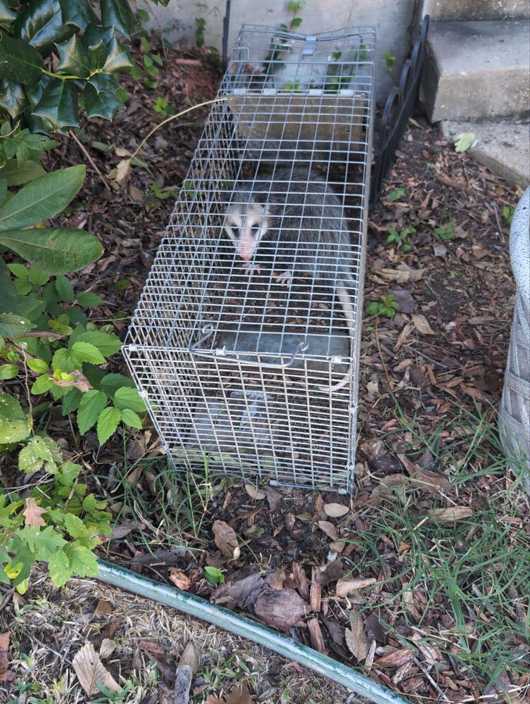All Photos for Topper's Wildlife Removal in Garland, TX