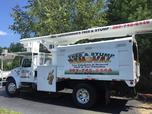 All Photos for Loockerman's Tree and Stump Removal in Dover, DE