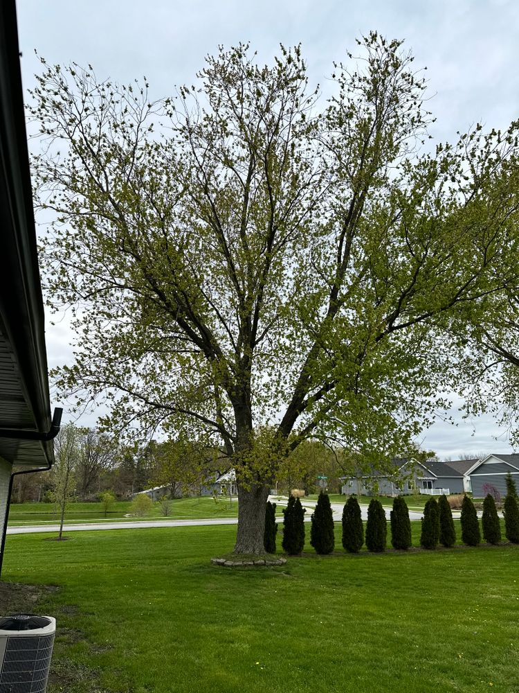 Tree & Stump Grinding Removal  for Torres Lawn & Landscaping in Valparaiso, IN