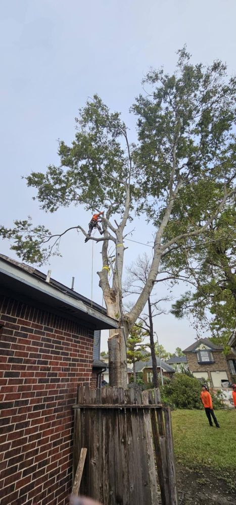 All Photos for Servin's Tree Care  in Houston, TX