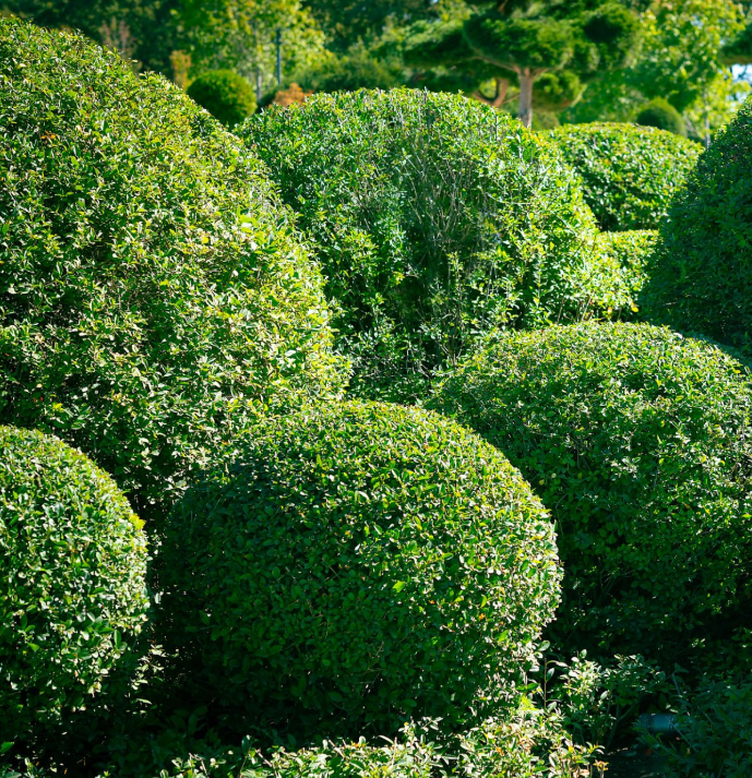 All Photos for Twin Peaks Lawn Care  in Front Royal, VA