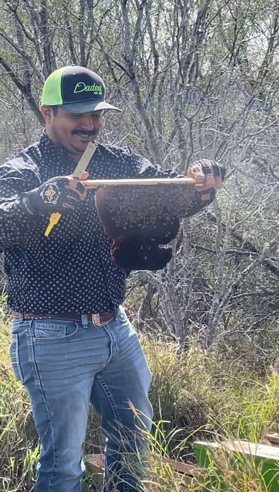 Live honeybee collection box