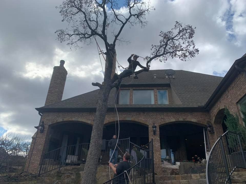 Tree Trimming and Removal for Classic cut tree trimming and removal in Arlington, TX