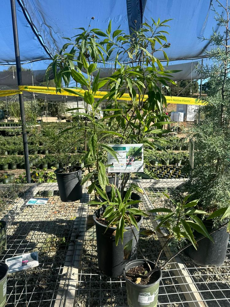 All Photos for The Tree Fairy in Temecula, CA