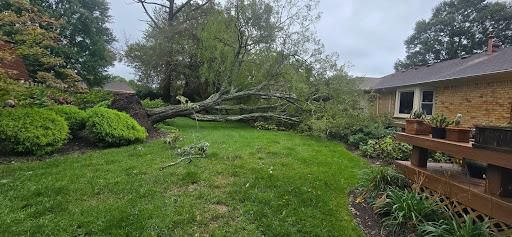 All Photos for Beach Tree Care in Virginia Beach, VA