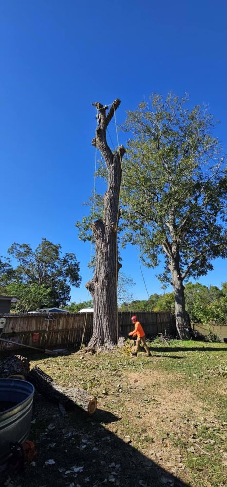 All Photos for Servin's Tree Care  in Houston, TX