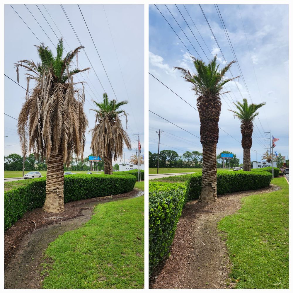 Tree Removal for Ken's Elite Cutters LLC  in Breaux Bridge, LA