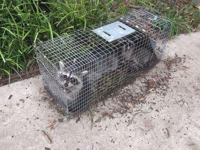 Raccoon Control for Toppers Wildlife Removal in Garland, TX