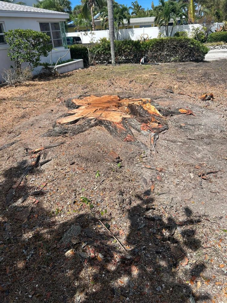 Tree Removal for Grizzly Stump Grinding in Sarasota, FL