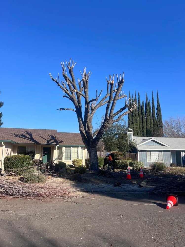 Tree Removal for Sammy's Tree Services in Rancho Cordova, CA