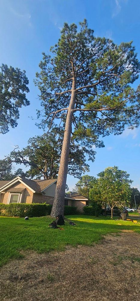 All Photos for Servin's Tree Care  in Houston, TX