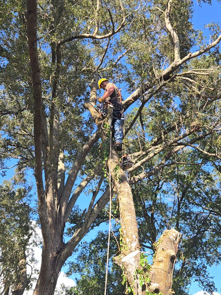 All Photos for Near Me Tree Service, Inc. in DeLand, FL