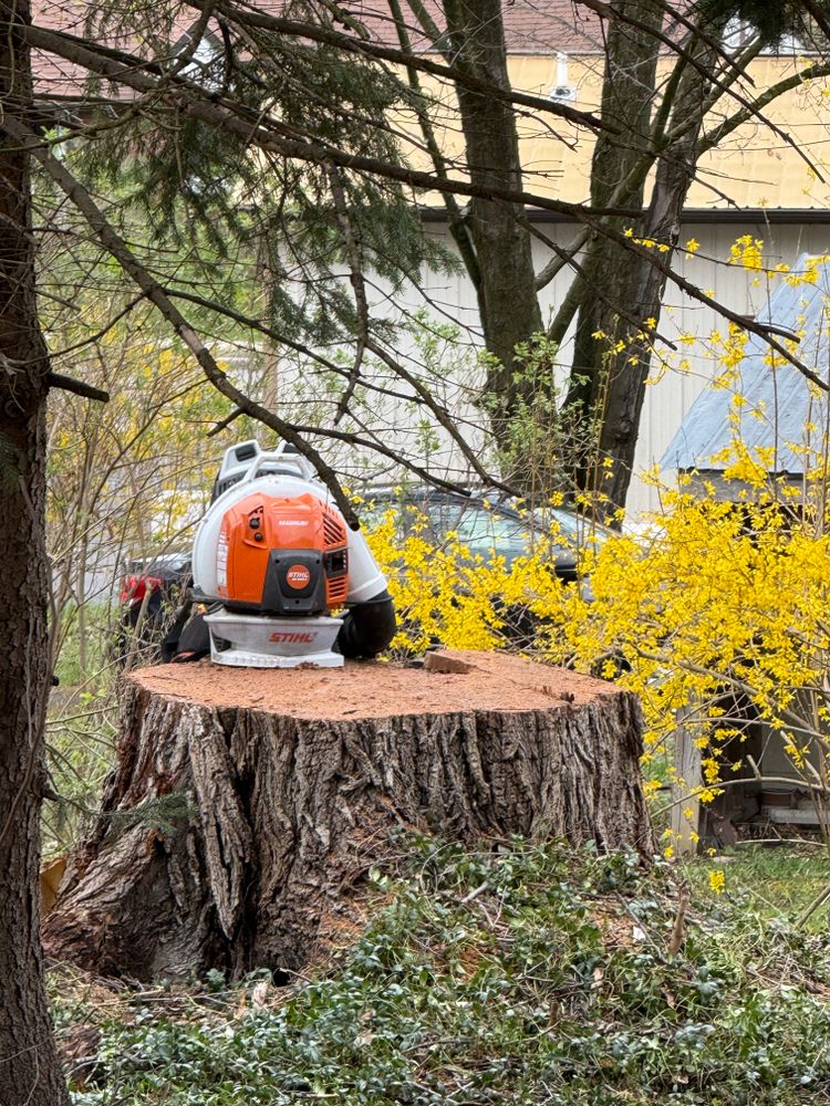 All Photos for Sterlings Tree Removal in Cobleskill, New York