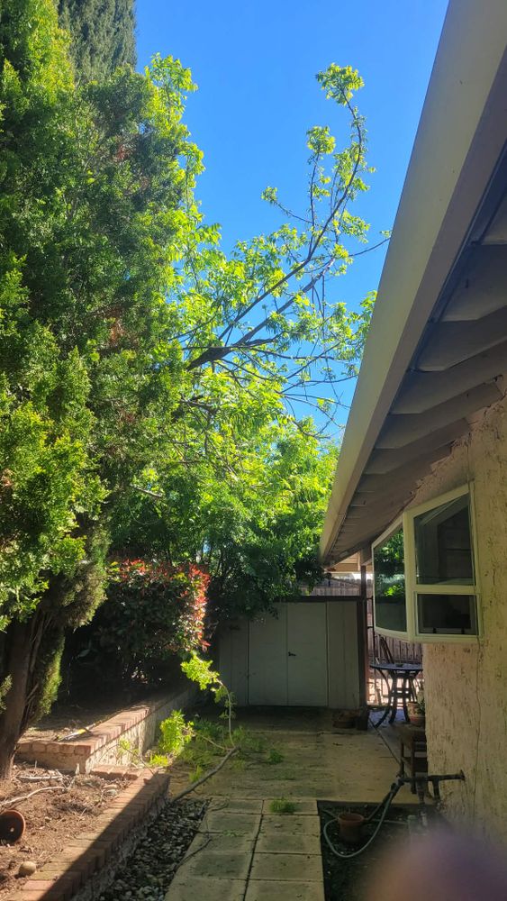 All Photos for George Staddan's Professional Tree Care in Placerville, CA