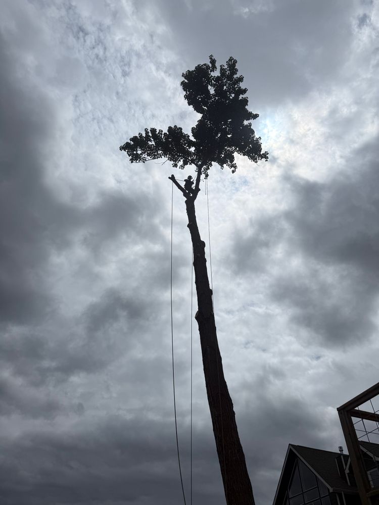 Tree Removal for Kimberley’s Trees in Saint Maries, ID