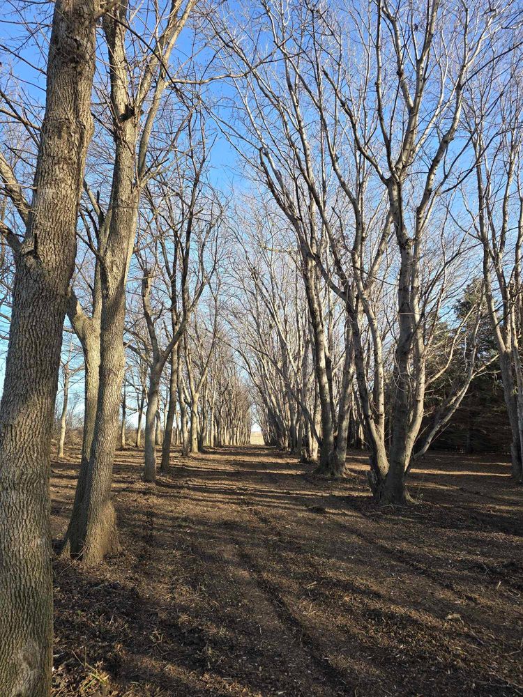 Tree Removal for Tree Tech in Luverne, MN