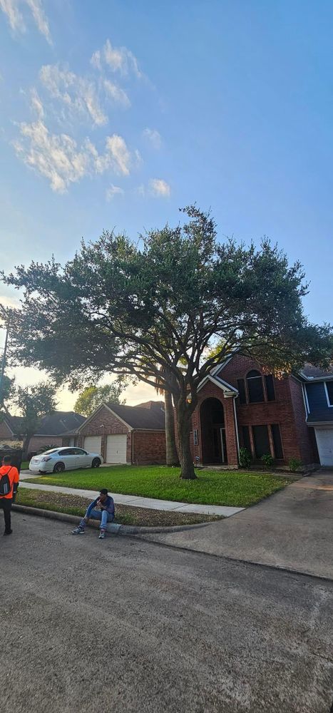 All Photos for Servin's Tree Care  in Houston, TX