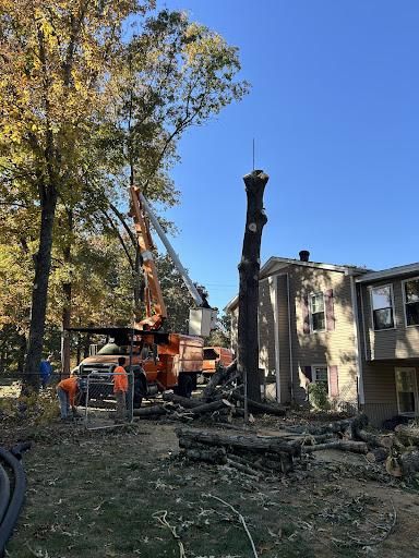 Tree Service for Transforming Landscaping & Tree Service in Bowling Green, KY