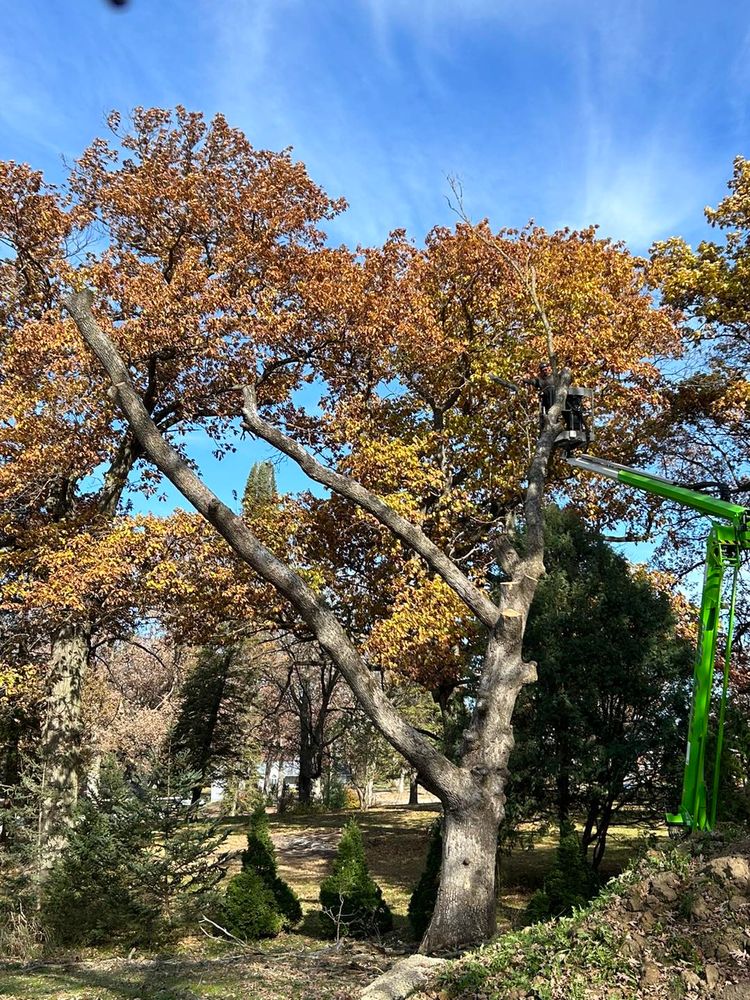 Tree Removal for Fransen's Tree Service  in Freeport, IL