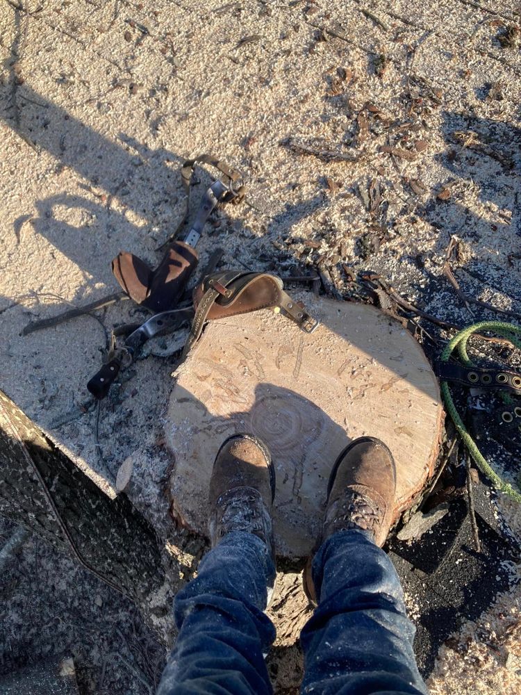 Tree Removal for La Fountain Tree Service in Louisville, KY