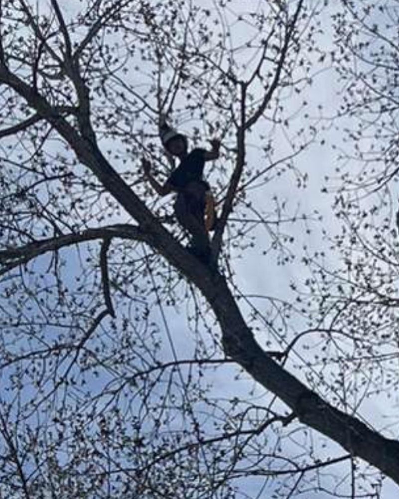 All Photos for Elevated Tree Care in Gillette, WY