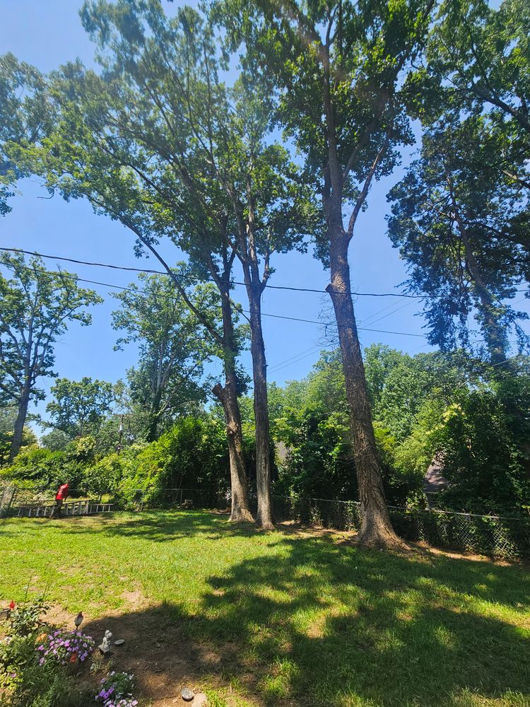 All Photos for Sasquatch Tree Services LLC in Spartanburg, SC