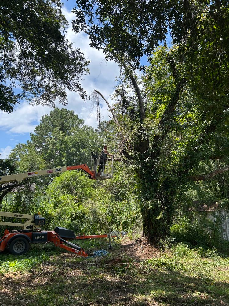 Tree Removal for Broadway & McMullen Construction in Hattiesburg, MS