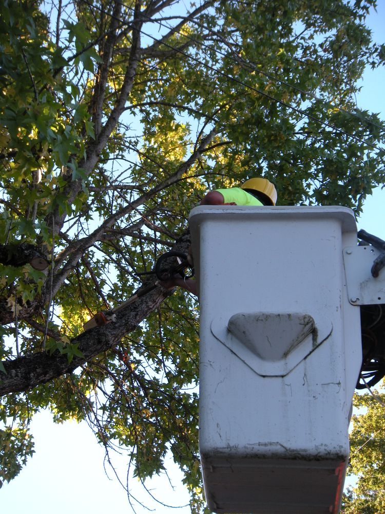 All Photos for Willamette Landscaping and Tree Services in Albany, OR