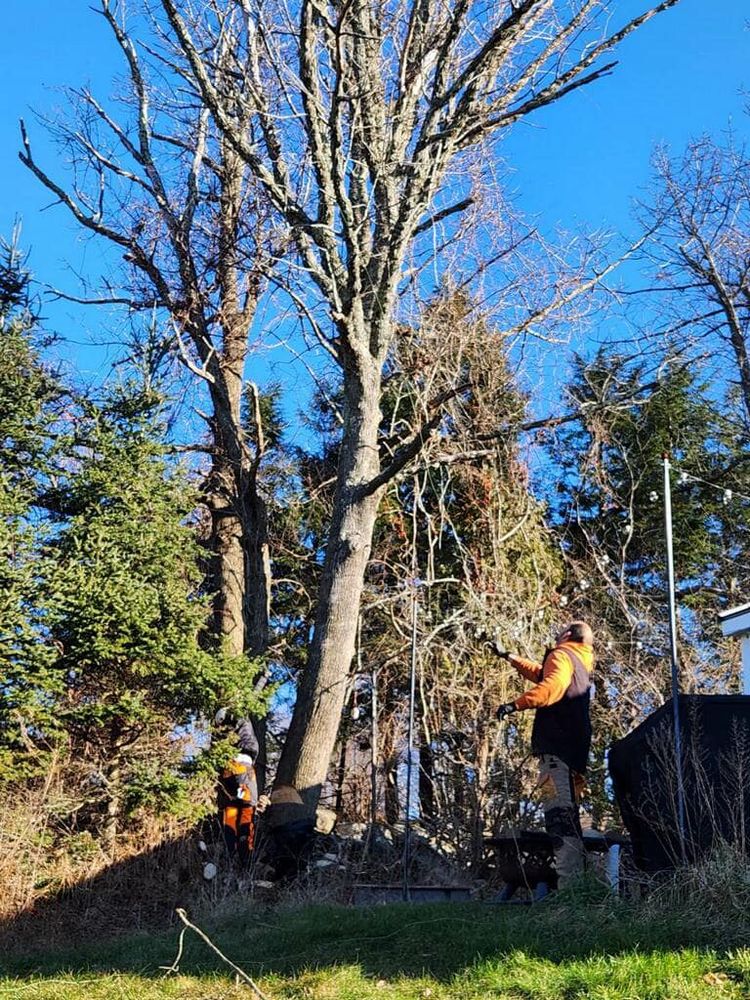 Our Tree Risk Assessment service evaluates the health, stability, potential risks, & maintenance needs of trees on your property to ensure safety & prevent damage from falling branches or trees. for Leaf and Limb in Townsend, MA