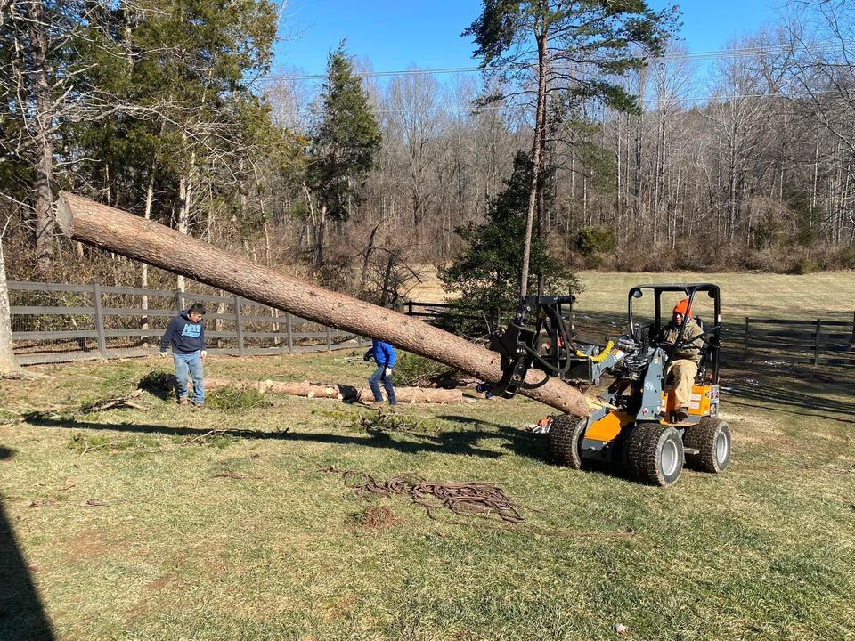 Tree Removal for Branch Out Tree Care LLC in Fredericksburg, VA