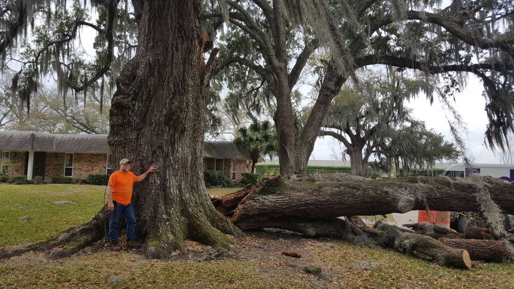 All Photos for David's Tree Service in Slidell, LA