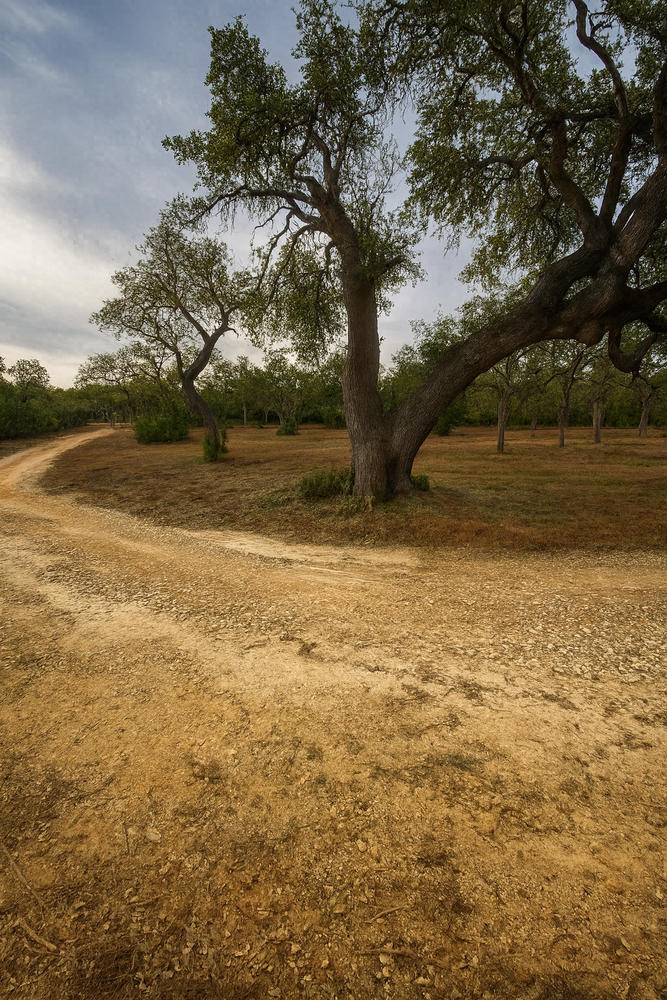 Our forestry mulching service efficiently clears underbrush and small trees while preserving soil health, encouraging regrowth, and leaving your property pristine and ready for your next steps. for K.O. Excavation LLC in Spring Branch, TX