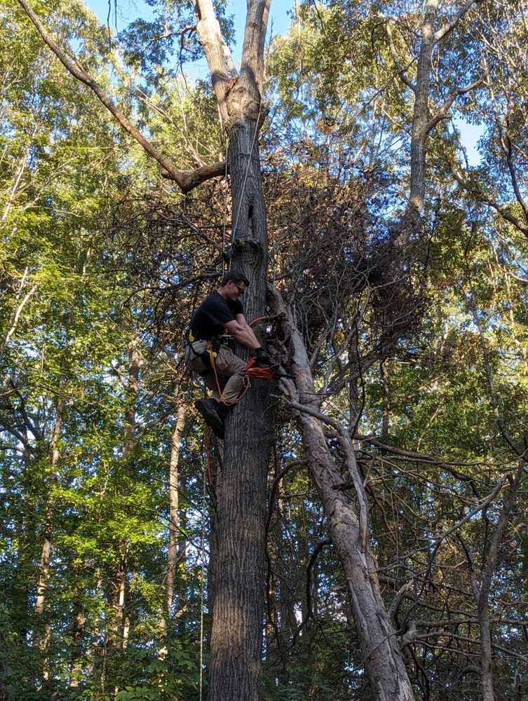 Other Services for Affordable Tree Service TN in White House, TN