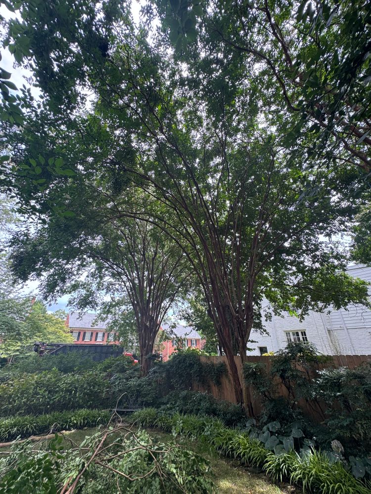 All Photos for Rawls Tree Care in Richmond, VA