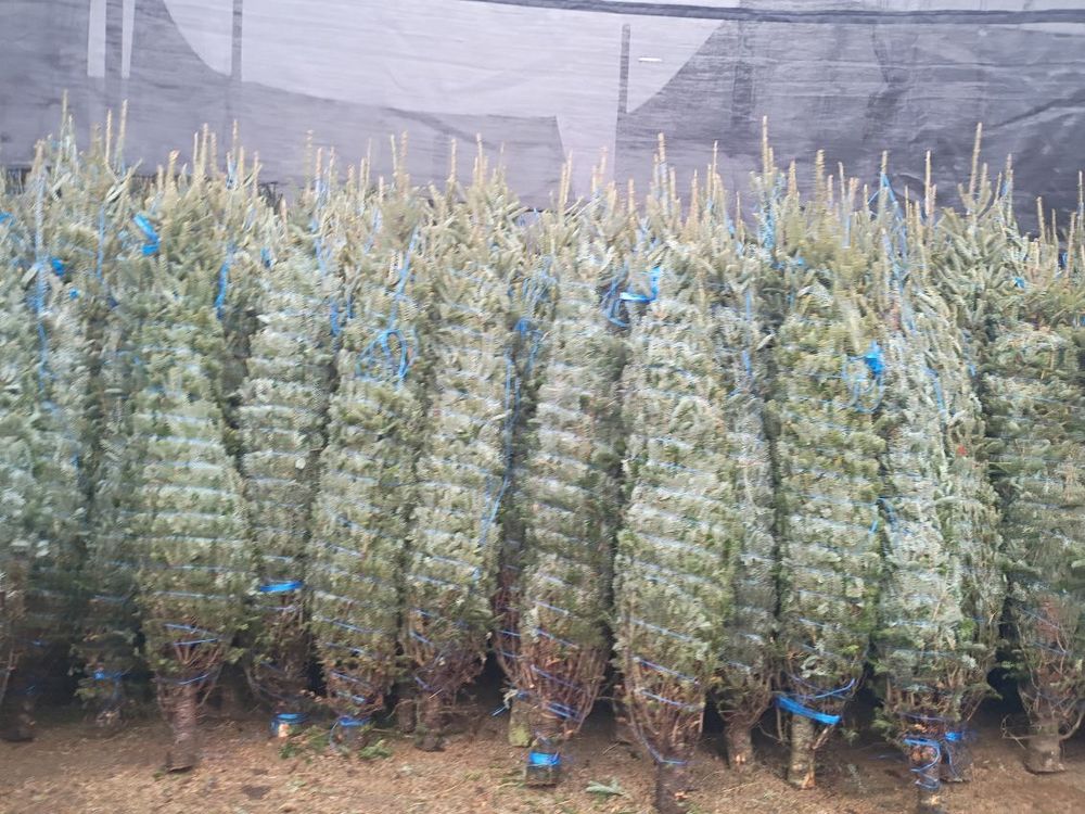 All Photos for BAM Another Pinestraw Lot in Flowery Branch, GA