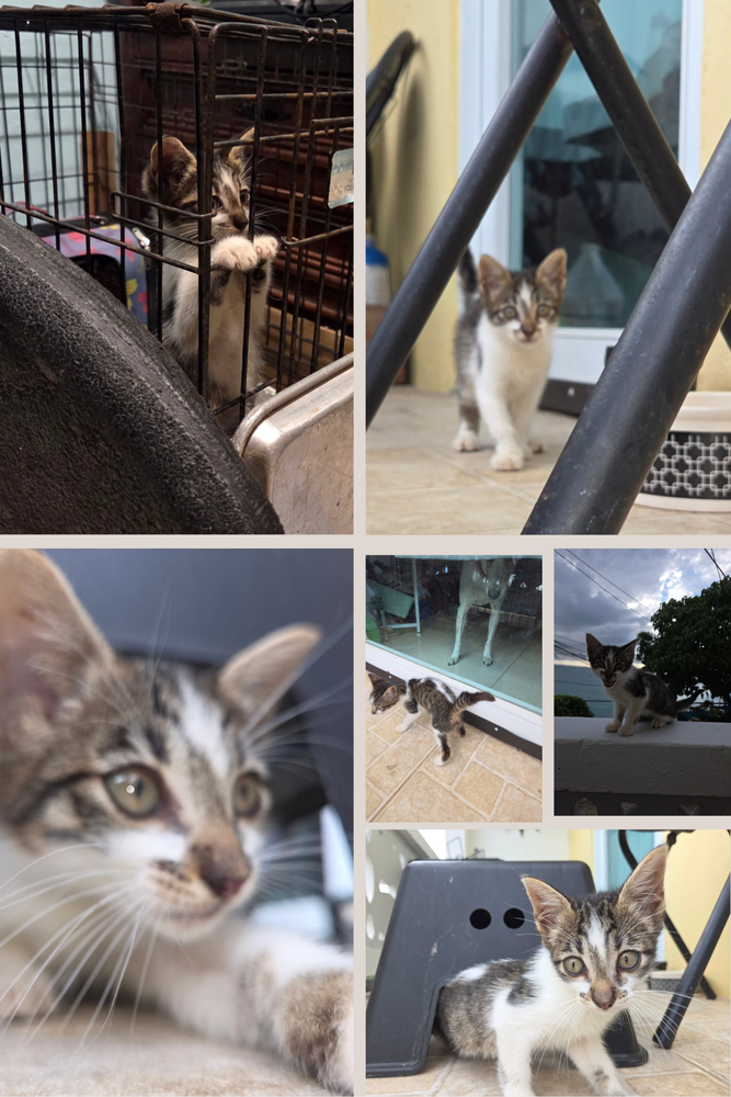 All Photos for Sullivan Sanctuary of Maine in Brunswick, ME