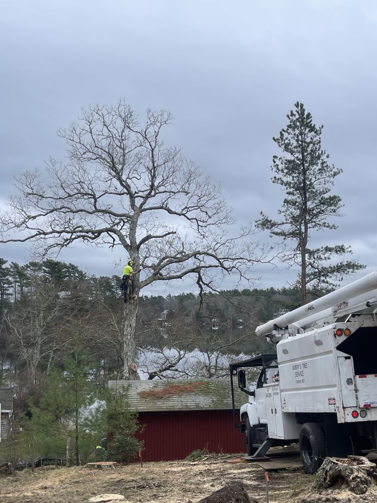 Tree Removal for Robery's Tree Service in West Wareham, MA