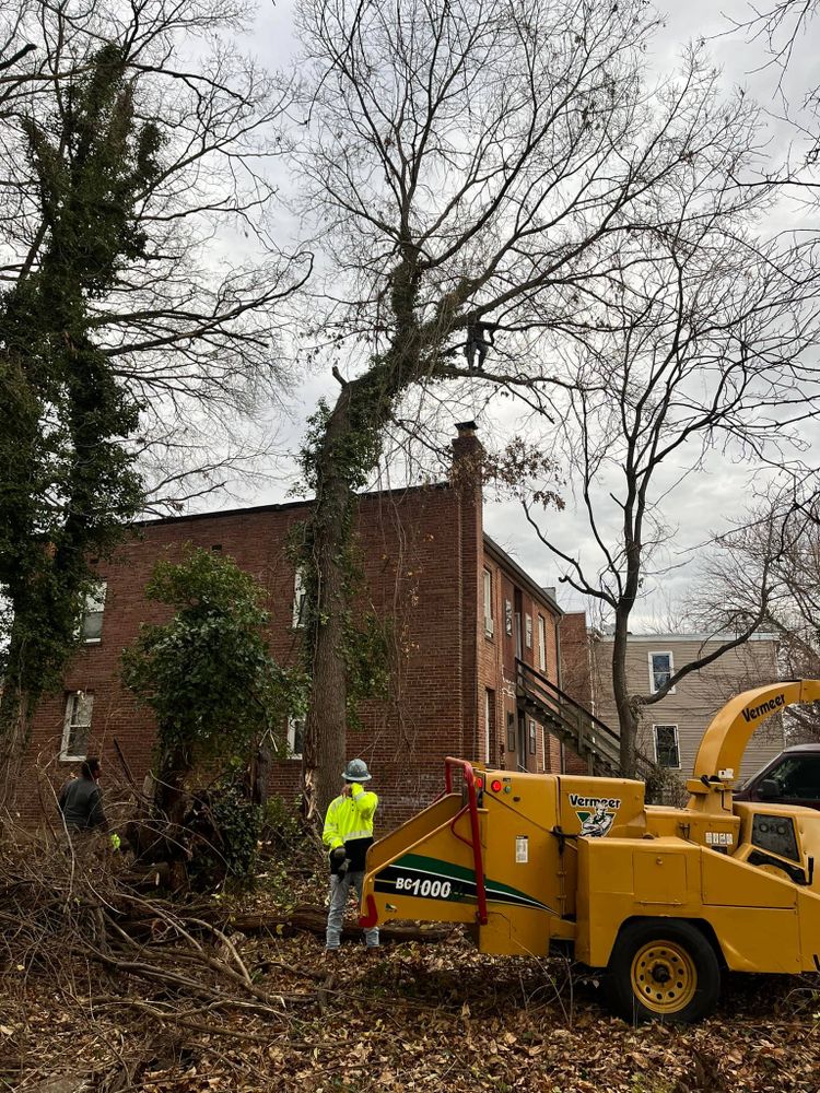 Tree Removal for Lux Arbor Tree Services in Harrisonburg, VA