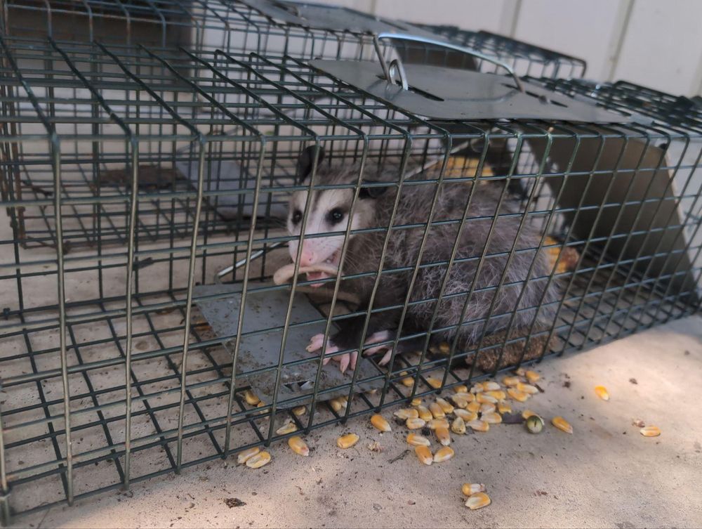 All Photos for Topper's Wildlife Removal in Garland, TX