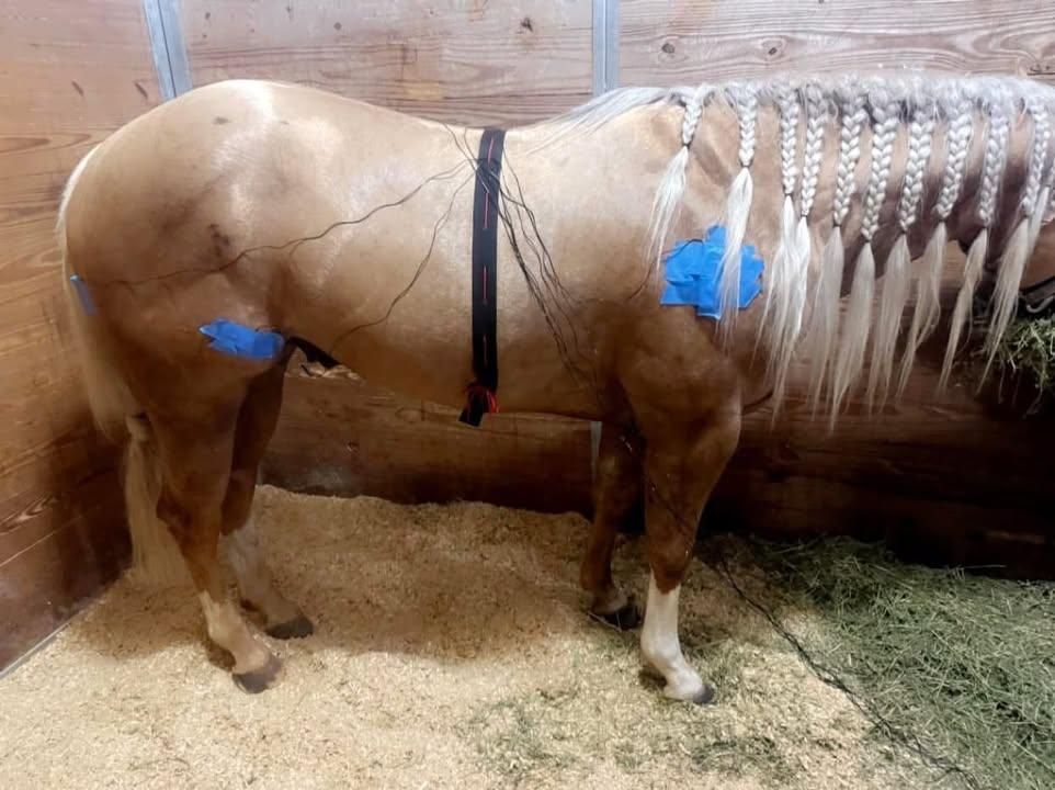 All Photos for Florida Native Equestrian Development in Central Florida, FL