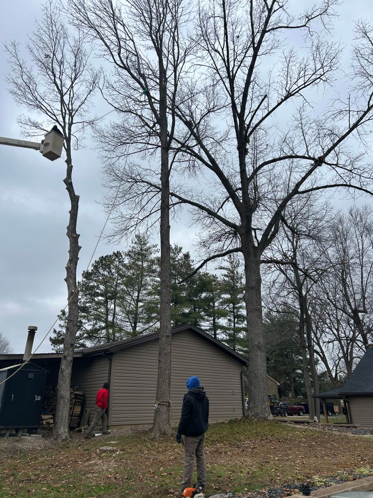 All Photos for Optimum Tree Service And Landscaping in Bowling Green, KY