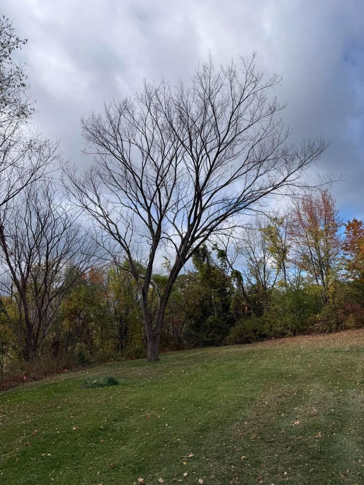 All Photos for Sterlings Tree Removal in Cobleskill, New York